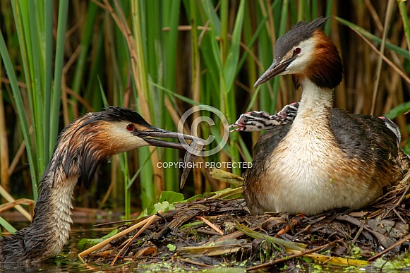 Great Crested Grebe with a young