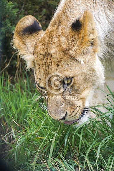 African Lion (young) African Lion (young)