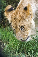 African Lion (young)