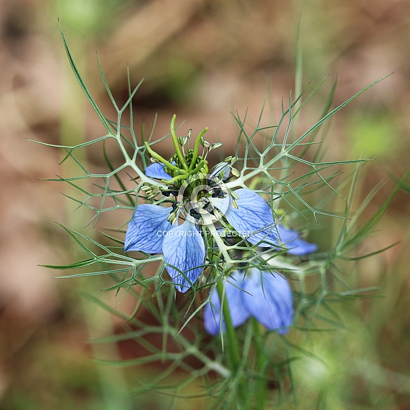 Devil In The Bush Flower