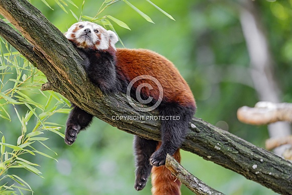 Red panda on branch Red panda on branch
