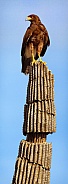Harris Hawk on Saguaro Cactus