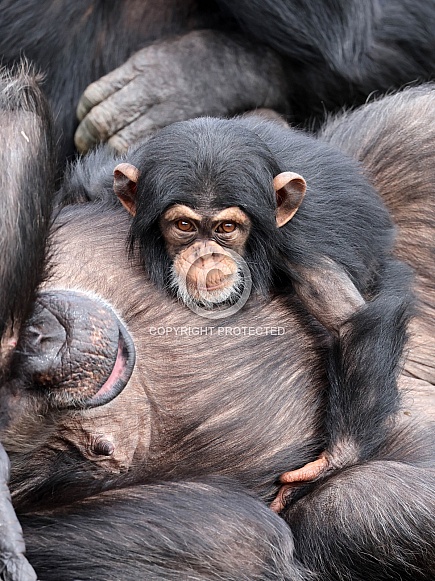 Chimpanzee (Pan troglodytes)