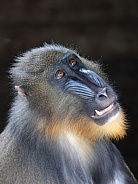 Mandrill (Mandrillus sphinx)