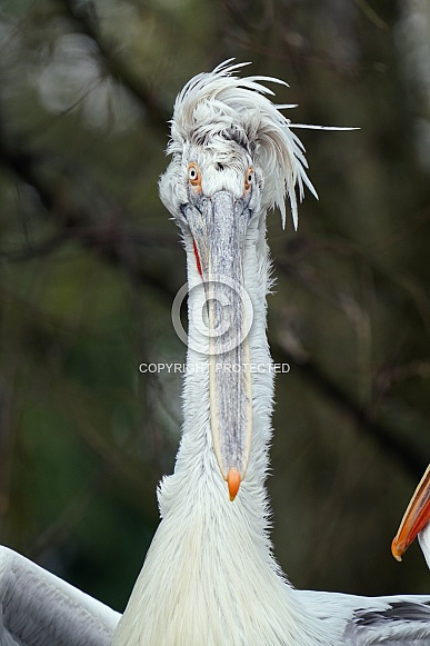 Dalmatian pelican