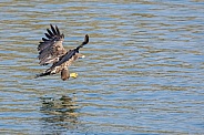 White tailed eagle or European Eagle