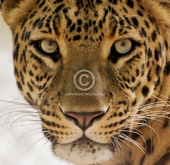 Leopard