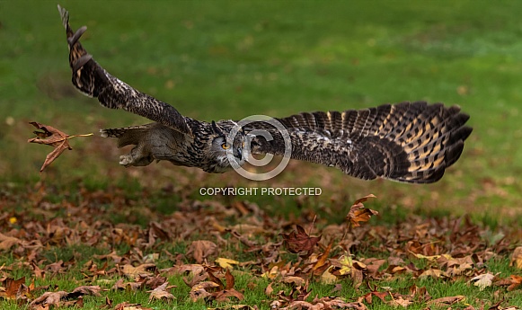 Eurasian Eagle Owl