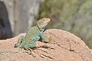 Collared Lizard (Male)