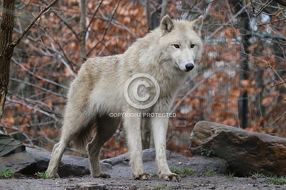 Hudsonbay wolf Hudsonbay wolf