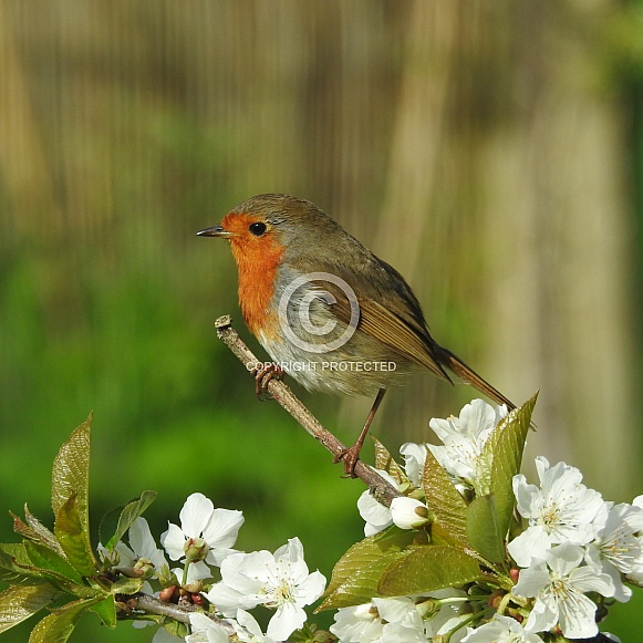 European Robin