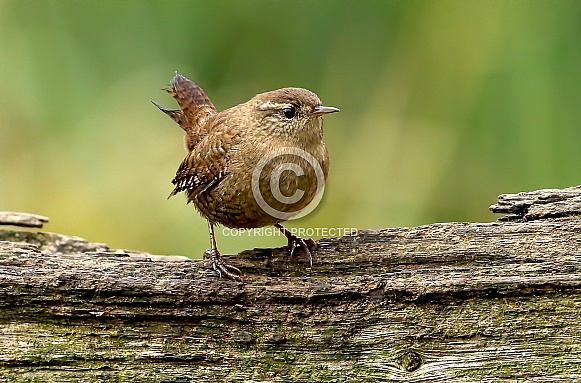 Wren