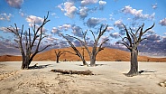 Dead Vlei - Namib Desert - Namibia