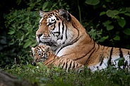 Amur tiger with cub