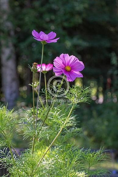 Cosmos Flowers Bloom in Alaska – Wildlife Reference Photos for Artists