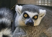 Lemurs