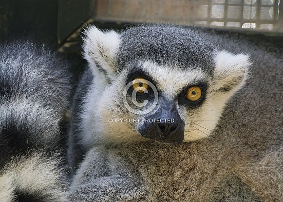 Lemurs