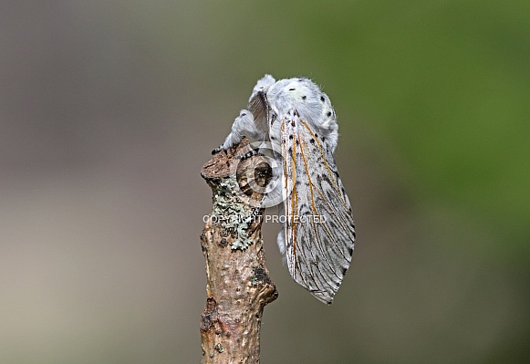 Puss Moth