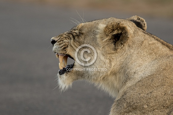 Lion baring teeth