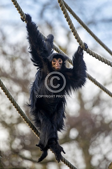 red-faced spider monkey (Ateles paniscus)