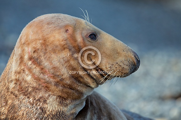 Seal near the coastline.