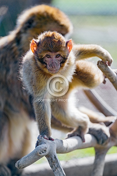 Baby Macaque Baby Macaque