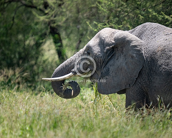 Elephant eating grass in the field Elephant eating grass in the field