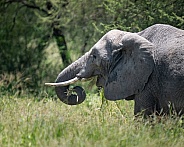 Elephant eating grass in the field