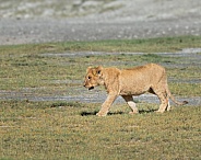 Young lion cub in Africa