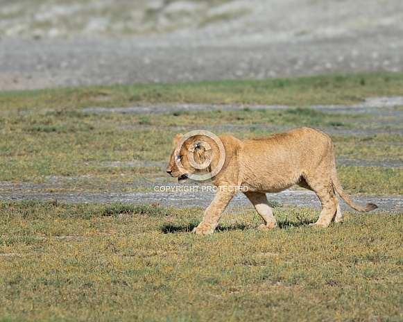 Young lion cub in Africa Young lion cub in Africa