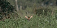 Young white tailed deer - Odocoileus virginianus - peeking above tall grass