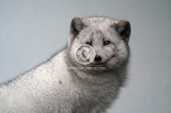 Arctic Fox