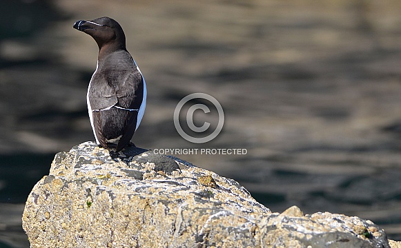 Razorbill