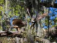 mating pair of adult great horned owls (Bubo virginianus) facing each other