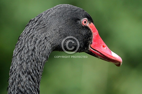 Black Swan Black Swan