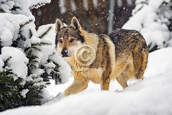 Wolfdog walking in snow