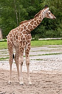 Rothschild's Giraffe Calf Full Body Shot