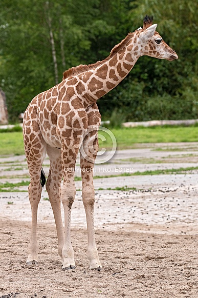 Rothschild's Giraffe Calf Full Body Shot Rothschild's Giraffe Calf Full Body Shot