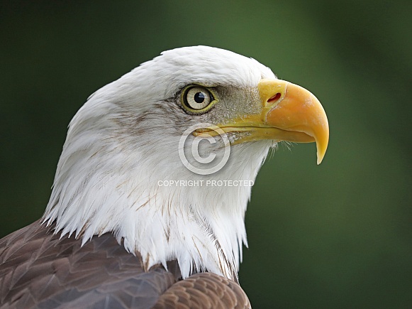 Bald eagle (Haliaeetus leucocephalus)