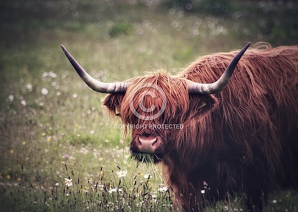 Grazing Highland Cow