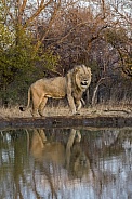 African Lion (Male)