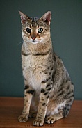 Savannah cat Noa