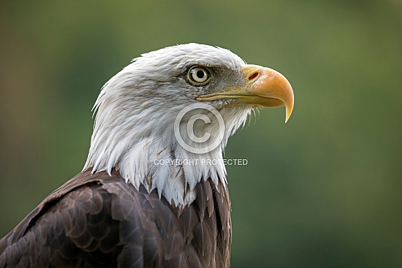 Bald Eagle ((Haliaeetus leucocephalus) Bald Eagle ((Haliaeetus leucocephalus)