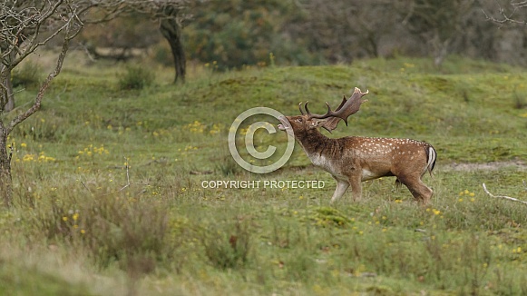 Fallow Deer