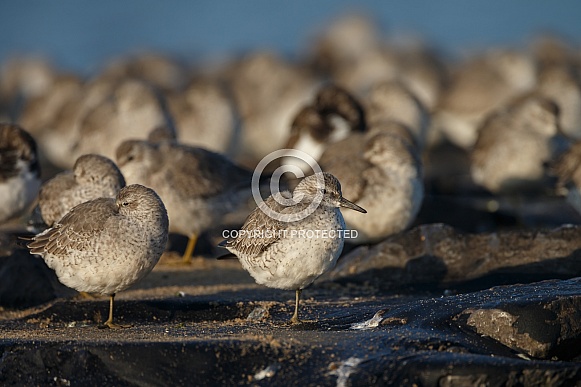 The red knot (Calidris canutus)