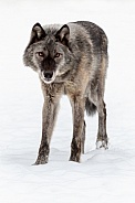 Wolf--Grey Wolf