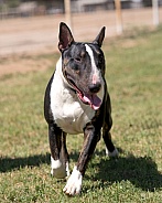 Colored bull terrier in the summer