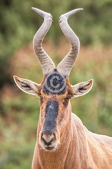 Red Hartebeest Portrait