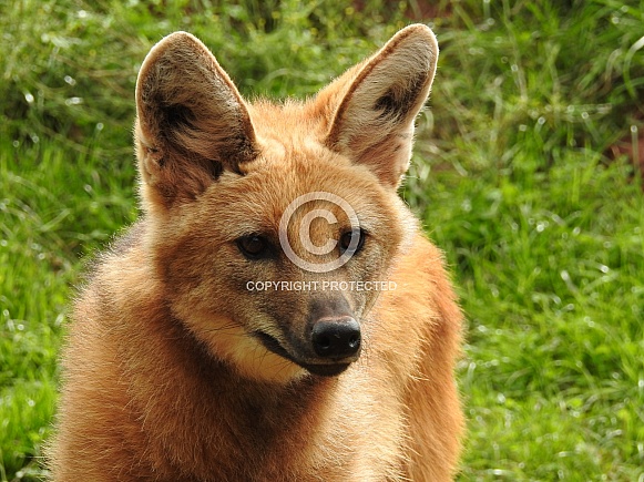 Maned Wolf