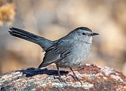 Gray Catbird